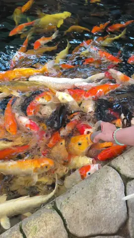 អារម្មណ៍ស្រស់ស្រាយជាមួយធម្មជាតិ🥰🥰#inphnompenhCambodia🇰🇭 #柬埔寨金边🇰🇭 
