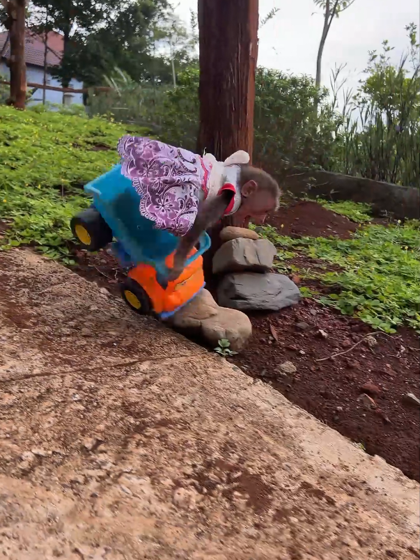 Baby monkey Moon plays with toy trucks enthusiastically. #monkey #babymonkey #smartmonkey #cutemonkey #toytruck #monkeydluffy #cuteanimal #monkeydluffy #monkeysoftiktok #usa_tiktok 