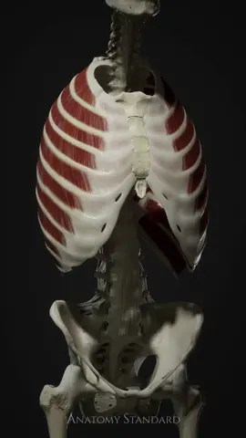 Here’s a look at the newly created intercostal muscles — shown in full 360° rotation to highlight their layered structure and spatial relationships. These muscles play a key role in respiration, connecting the ribs in a precise and functional arrangement. Thank you to everyone supporting the project by purchasing our apps or donating. Your support makes this work possible! 👉 Follow the link in our profile to support the project — every contribution helps us move forward. #anatomystandard #workinprogress #3danatomy #intercostalmuscles #ribcage #functionalanatomy #biomechanics #medicalvisualization #digitalanatomy #anatomymodel 
