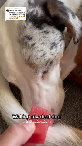 🍉 #wakingdeafdog 