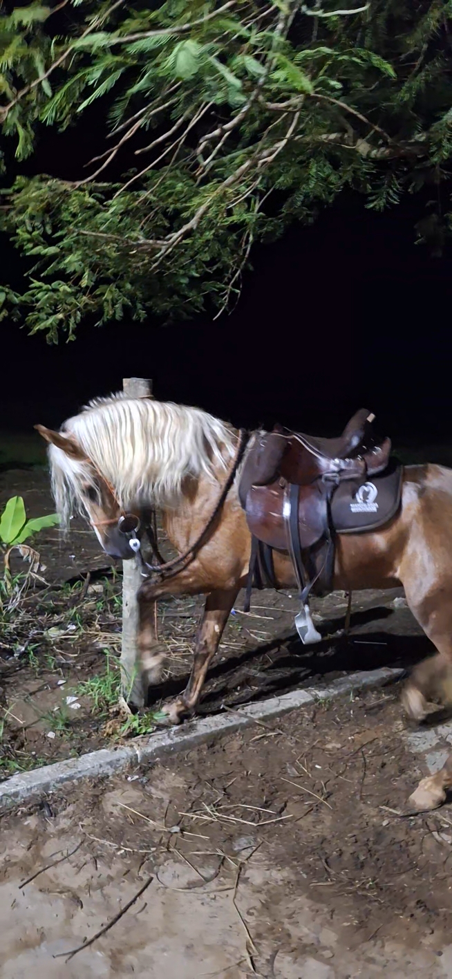 O velho é sábio #cavalo 