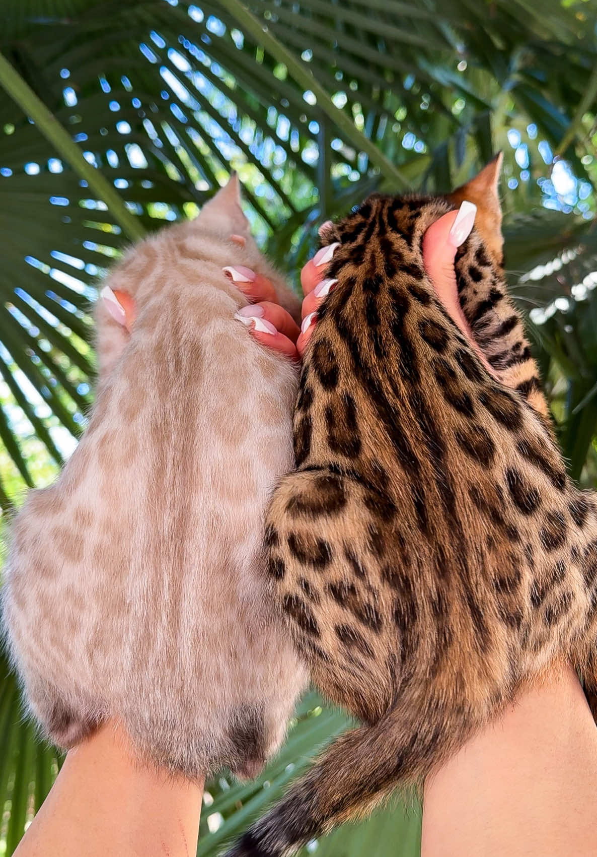 Bengal kittens 🐆🤍🤎 Elite GrandGlow cattery ⚜️***** #bengalkittens #bengalkitten #bengalkitty #bengallove #bengalcat #bengals #bengalkittensofinstagram #bengalkedisi #bengalkedisiyavrusu #bengalistanbul #bengalkatzen #gattobengala #bengalkucing #bengaleurope #bengalkittensflorida #bengalcalifornia #bengalnyc #bengalcatworld #bengaltiger #bengalbarcelona #bengalfrance #bengalodessa #bengalkiev #bengalsofinstagram #elite_grandglowcattery
