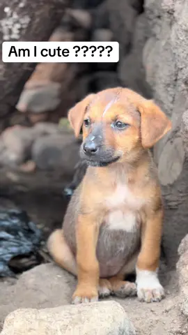 Am I cute #Usa #dogs #dog #fyp #goviral #goviralgo #germany #puppylove #dogslife #doglover #Uk #spain 