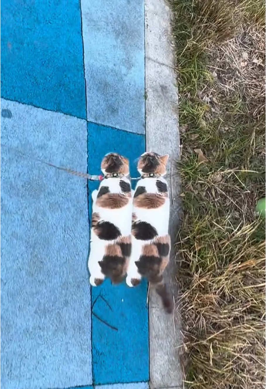 Synchronous cat! #cats #funnycats #funnycatsvideos #catsoftiktok #funnycatsshorts #foryou #fyp #fypシ #fouryoupage #usa🇺🇸 #cutecat 