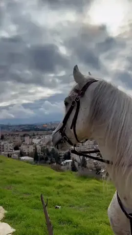 كم كنتِ عاماً بعد عام .. #انشودة #بلال_الاحمد #خيل_وخياله🐎 #رمضان_يجمعنا #خيل #خيل_عربي_اصيل #خيل_حصان_فرس_مهره_خيول_امهار_العاديات . #الحب_في_بلاد... . #الحب_في_بلادي 🇵🇸 #حب_وحرب #سيري_معي_طول_الطريق_وابقي_معي❤️‍ #fyp #fypシ #foryoupage #fypシ゚viral #اكسبلورexplore #muslimcouple #tosomeone #viral #tiktok #alhamdulillah❤️ #Love #حب #منشن_للي_تحبه #رام_الله_جنين_الخليل_بيت_لحم_القدس #اناشيد #بلال_الاحمد #الحب_ان_تتصبري #غزة #فلسطين #جنين #القدس #اناشيد #الاقصى #بلال_الاحمد #المرابط_محمودعياد .#tulkarm #طولكرم #طولكرم♥🙋‍♀️ #مخيم_نور_شمس #مخيم_طولكرم #oops_alhamdulelah #foryou #viral #fyp#حليمة #ارطغرل #ارطغرل_حليمة #اناشيد #اكسبلورر #بلال_الاحمد #غزة #جنين #فلسطين #fyp#البلدة_القديمة_نابلس #وحلفت_اني_لا_اخون#اناشيد #ارطغرل #بلال_الاحمد #ارطغرل_حليمة #عثمان_ابن_ارطغرل #عثمان #قيامة_عثمان #قيامة_ارطغرل#CapCut #فلسطين #تصميم_فيديوهات🎶🎤🎬 #تصميمي #onthisday #بدون_موسيقي #جامعة_فلسطين_التقنية_خضوري#فلسطين #غزة #جنين #القدس #اناشيد #بلال_الاحمد#غزة #فلسطين #جنين #القدس #اناشيد #الاقصى #بلال_الاحمد#بلال_الاحمد #خضر_الاحمد #اناشيد_بدون_موسیقی #اناشيد #حمزة_ابو_قينص #اكسبلور #صاحبة_الدرب #فلسطين#اكسبلورexplore #CapCut #explore #اناشيد #tiktok #اكسبلور #بلال_الاحمد  #اناشيد #بلال_الاحمد #بلال_الأحمد #اناشيد #🍉 #أسير #فراق #حزين #trendingvideo #اكسبلورexplore❥🕊 #explore #videos #لبنان #سوريا #جنين_نابلس_طولكرم_رام_الله_فلسطين #CapCut #viral_video #اكسبلور #بدون_موسيقى☕🖤