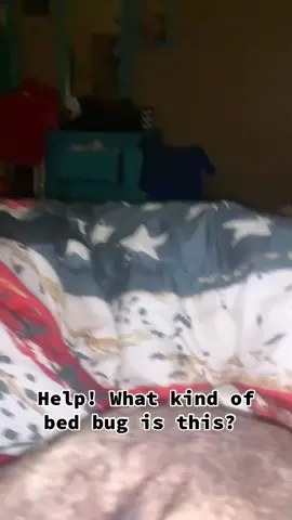 It keeps sneaking in my room Im the middle of the night 😂 #fyp #viral #bedbug #trending #MomsofTikTok #raisingboys #kidsoftiktok #son #help 