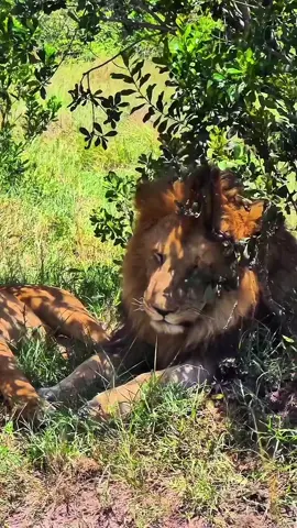 A love story ❤️ King Orpadan, the shy lover, got to meet this beautiful lioness of the Fig Tree Pride back in March 2025. Known to be, not often seen spending time with lionesses and usually doing his own thing, it was surprising to see Oloshipa so intimate and captivated by this pretty lady. Currently she has no known name commonly used to refer to her. They seem to have built a special connection and like each other alot. ❤️🦁 Fig Tree lionesses, known for their darker bronze-shaded beautiful fur coats, are truly a sight to behold. Let’s hope for the safety of both the Rongai and Fig Tree prides under the protection of the Black Rock Brothers and may their legacies live on. 🙏👑 🎥 ironmamcgon via Instagram  #Oloshipa #Orpadan #figtreepride #lionlove #blackrockbrothers #BRB #wildlife #wildlifephotography #masaimara 