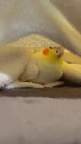 my cockatiel bird 🦜🦜🦜#bird #foruyou #plezzz_my_vedio_viral #5000k #viral_video #viral_video #1millionaudition #1m #fouryoupage #videoviral #cocktel__king #cockatoolife #cuet #sweet #PetsOfTikTok #perte #animeltiktok #15svines #foru #fyp 