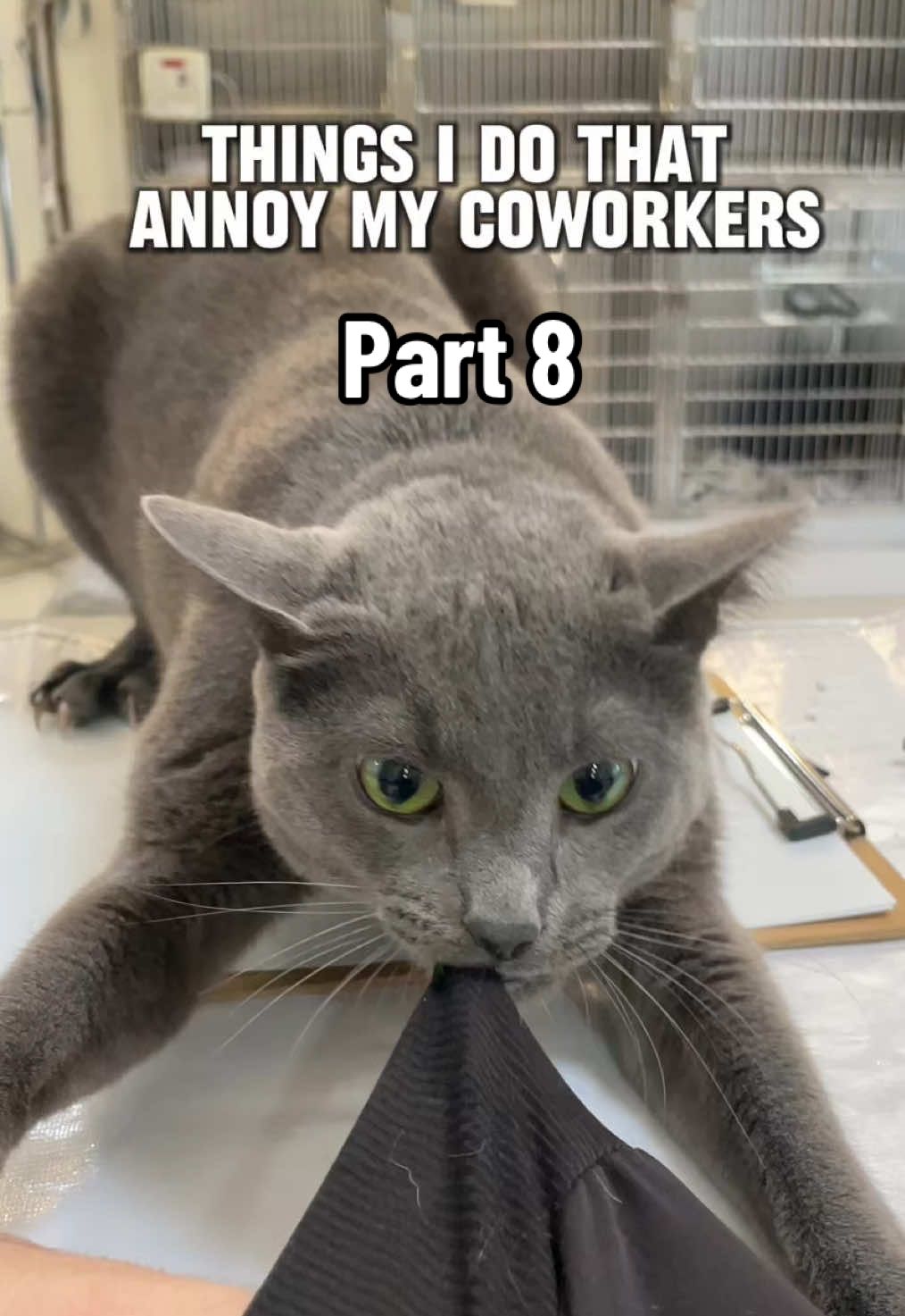 How do you manipulate your coworkers into giving you food?  🍔🌭🌮🌯🍕#cliniccat #veterinarian #cat #vet #vetmed #veterinary #annoying #annoyingcoworker #catsoftiktok #pet 
