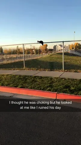 Hoomans are so dramatic