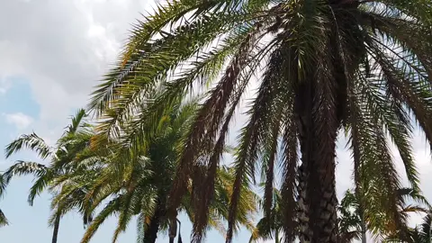 Miami Palm 🌴#florida #miami 