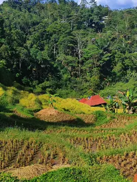 Hayang jadi jelema cicingeun | sbats🚬 🍻🔥🔥🔥 @Asmarani03 @Selly #katakata #story #sunda #garut #cianjur #curugcikondang  #CapCut #templatecapcut #_viral_tiktok🔥 #fypシ゚viral #fyf #fyp 