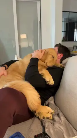 ¡Puro amor en un abrazo! 🥰🐾 Miren a este adorable cachorro de golden retriever acurrucado con su humano. ¡Qué conexión tan especial! 🥺 Siguenos para mas contenido como este y comparte si este abrazo te enterneció el corazón. ❤️ Créditos: @missmapleretriever #goldenretrieversoftiktok #cachorros #abrazos #amorpuro #vinculomascota #perrosadorables #goldenretrieverpuppy #momentostiernos #conexiónanimal #animalesbebes #abrazoscaninos #petgeek