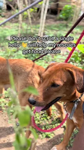 #animalsoftiktok 