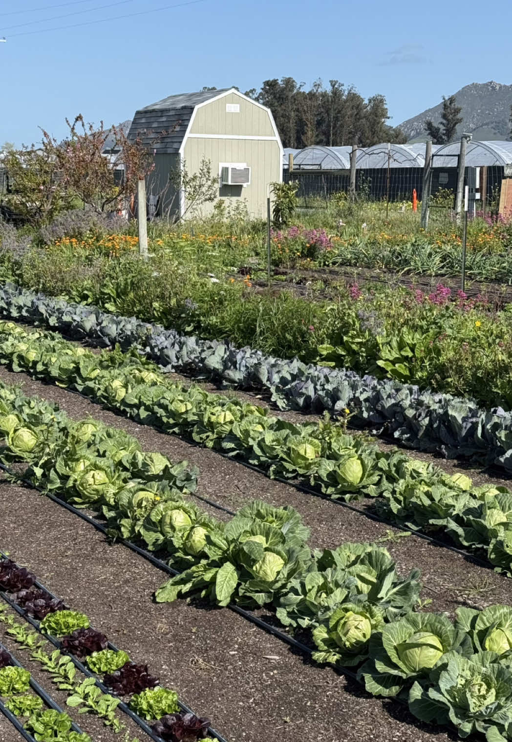 On my recent @CA GROWN agricultural tour, we visited a California farm where regenerative farming extends far beyond the plants and soil.  City Farm SLO, an urban farming located on the only remaining agricultural land in the city of San Luis Obispo, is regenerating the community, educating the youth, and empowering our next generation of farmers.  This 19-acre organic farm includes 13 acres of affordable sub-leased land for small scale farms and a 6 acre non-profit, market farm, focused on community engagement and youth education programs.  Their Therapeutic Horticulture program provides farm based lessons for children  and young adults with disabilities. Their Youth Empowerment Program provides students with the technical skills of regenerative agriculture as well as leadership and career development skills. And their AmeriCorps college fellowship program where students learn farming skills while also leading the other educational programs at City Farm SLO. I’ve visited a lot of amazing farms throughout the state with #Californiagrown, and this visit to @City Farm! really showed me how you don’t need a large farm to make a huge impact.  #CAgrown #urbanfarm #californiafarm #farm #farming #regenerativefarming #gardening