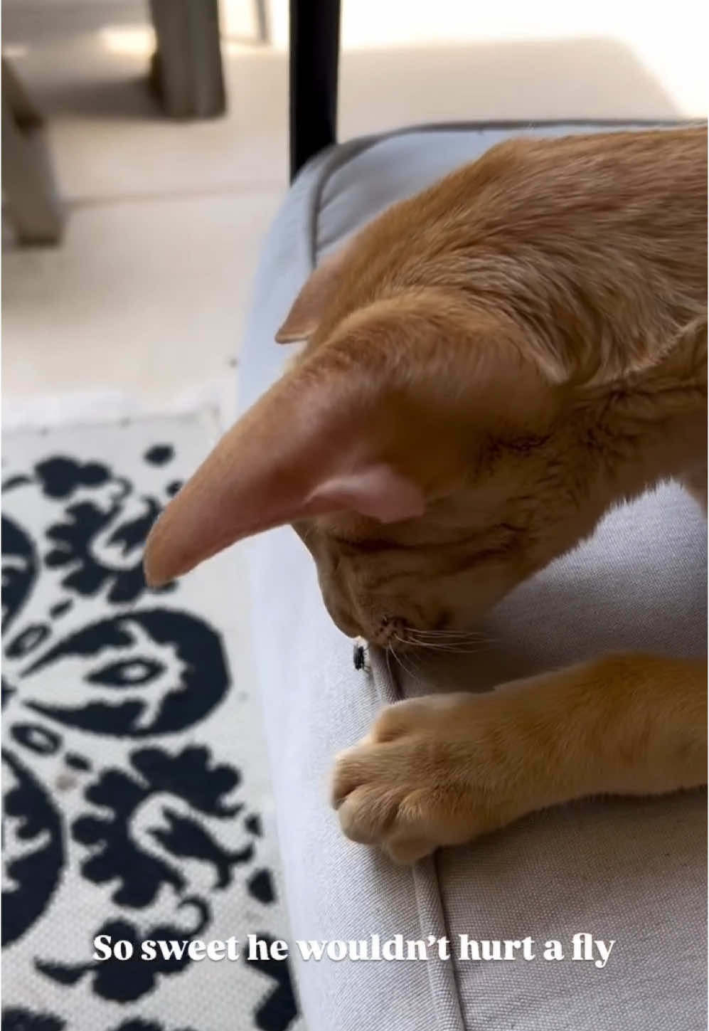 Keebler wouldn’t even hurt a fly 🧡 #orientalshorthaircat #orientalcat #orientalshorthair #peterbald #cat #tiktokcats #cattok #cattiktok #catsoftiktok #fyp #foryou #tabbycat #orangecat #funnycat #cutecat 