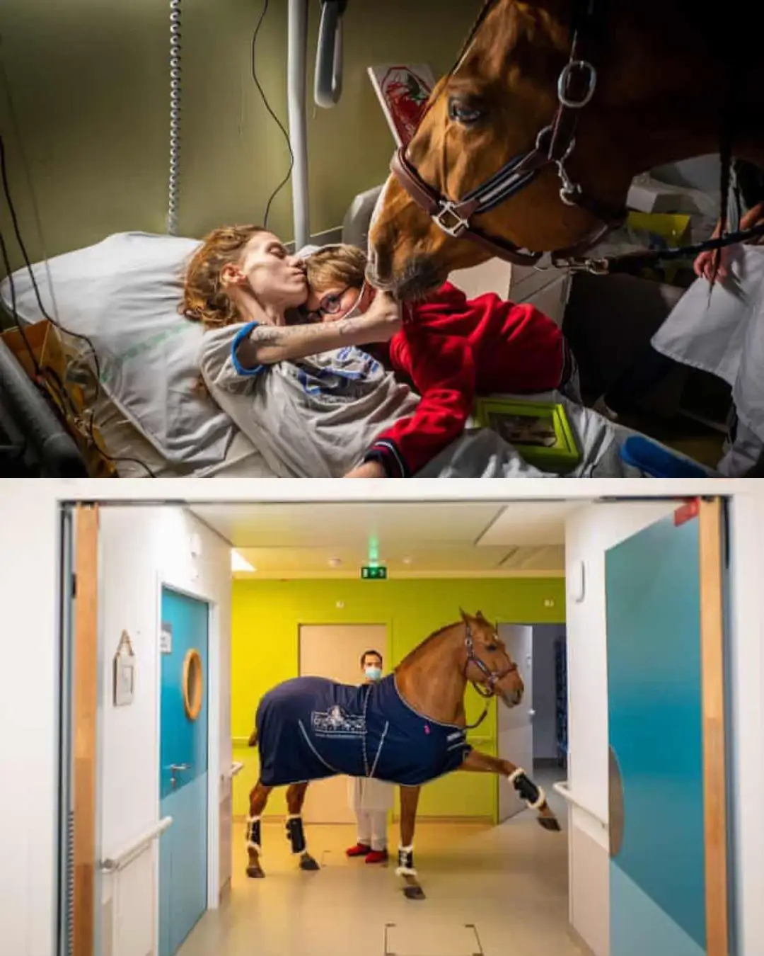 In northern France, a stallion named Peyo—affectionately known as “Doctor Peyo”—has become a comforting presence for cancer patients in palliative care.  Originally trained for equestrian shows, Peyo began displaying an unusual sensitivity: after performances, he would instinctively approach individuals who were ill.  #RoadTo18M #Pubity  (📸: IG/@docteur_peyo)