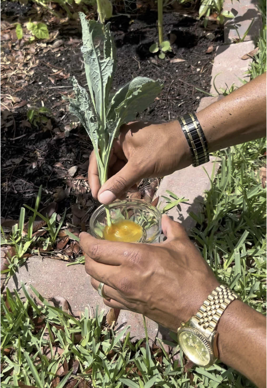 🥬Growing Everything Free: How to propagate kale… The creator of all things gave us everything we need freely. All we have to do is learn how to work with what we’ve been given! Prayers🆙Blessings🆙 #tips #foryoupage 