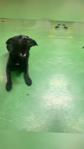 #loveofdogs #puppylove #playtime #goodtimes #furbabies #friends #Cheshire #plymouth #devon 