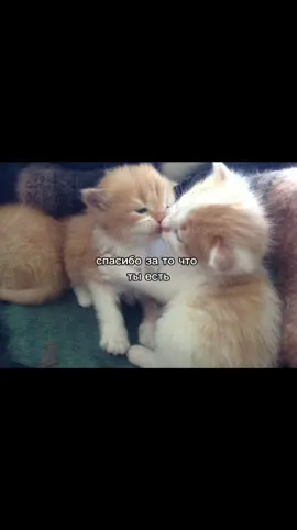 огромное#рек #fup #щитпост #рекомендации #щп #fyyyp #милыещп #котики 