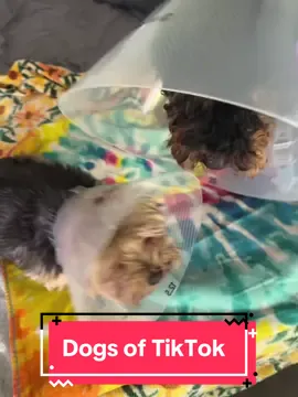 They thought I was playing!!! #mydog #tiktok #viral 