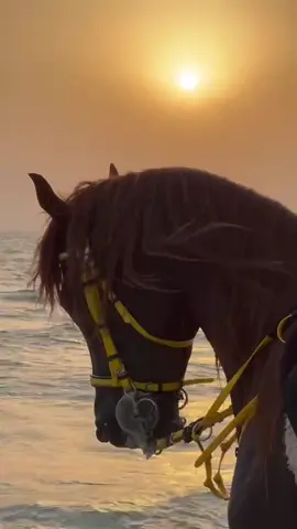 #خيل_وخياله🐎 #حصان_حار #اكسبلورexplore #ماشاءالله #fyp #foryou 