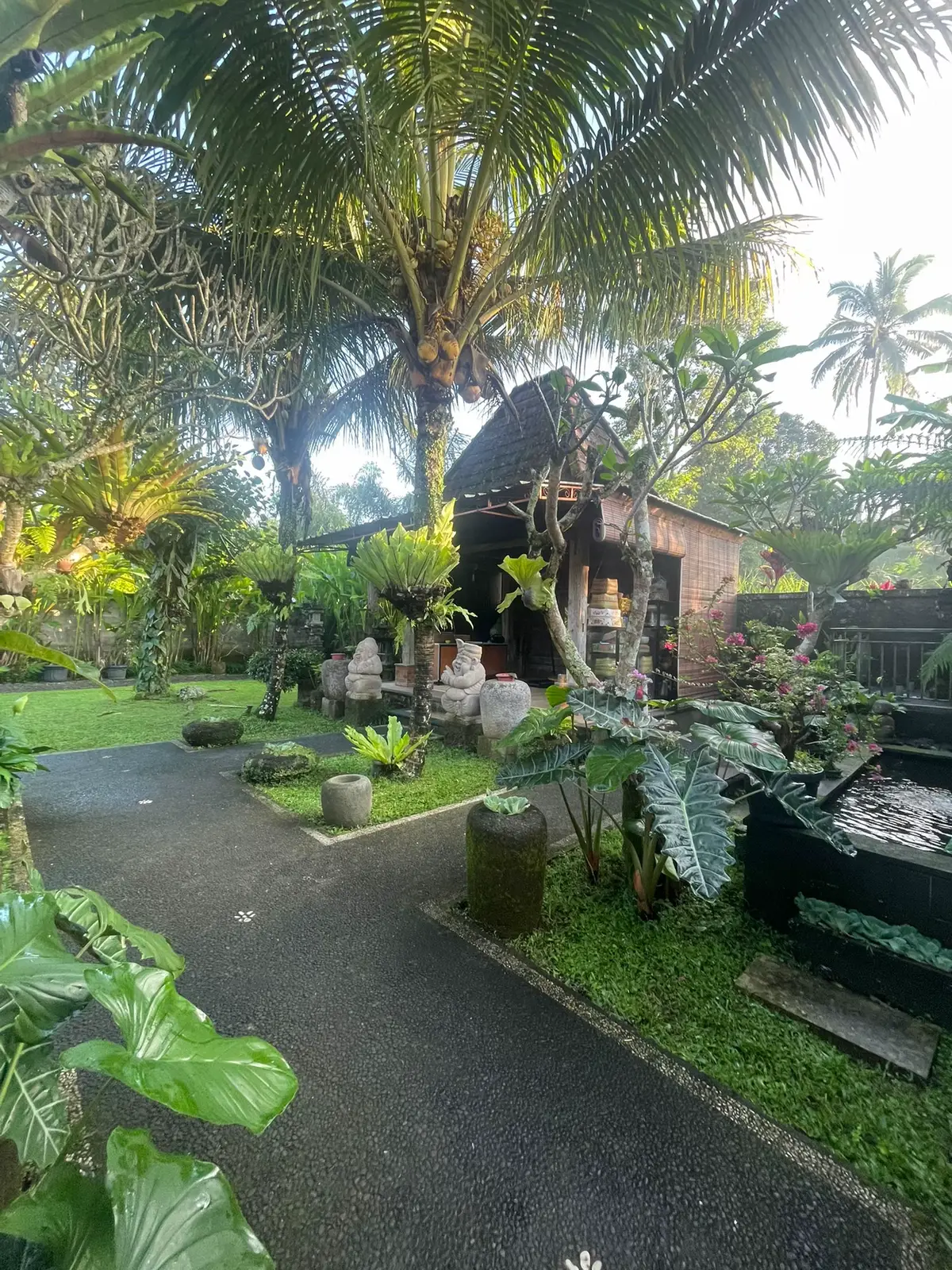Morning vibes 🍃#kebunrumah #platycerium #rumahminimalis #bali #fyp 