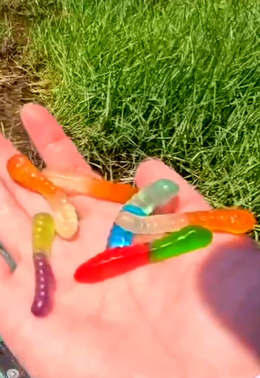 Is it possible to catch a fish on a gummy worm?! 🤯 #fish #fishing #bassfishing #wormfishing #pondfishing #fishingvideos #fyp #kickintheirbasstv 
