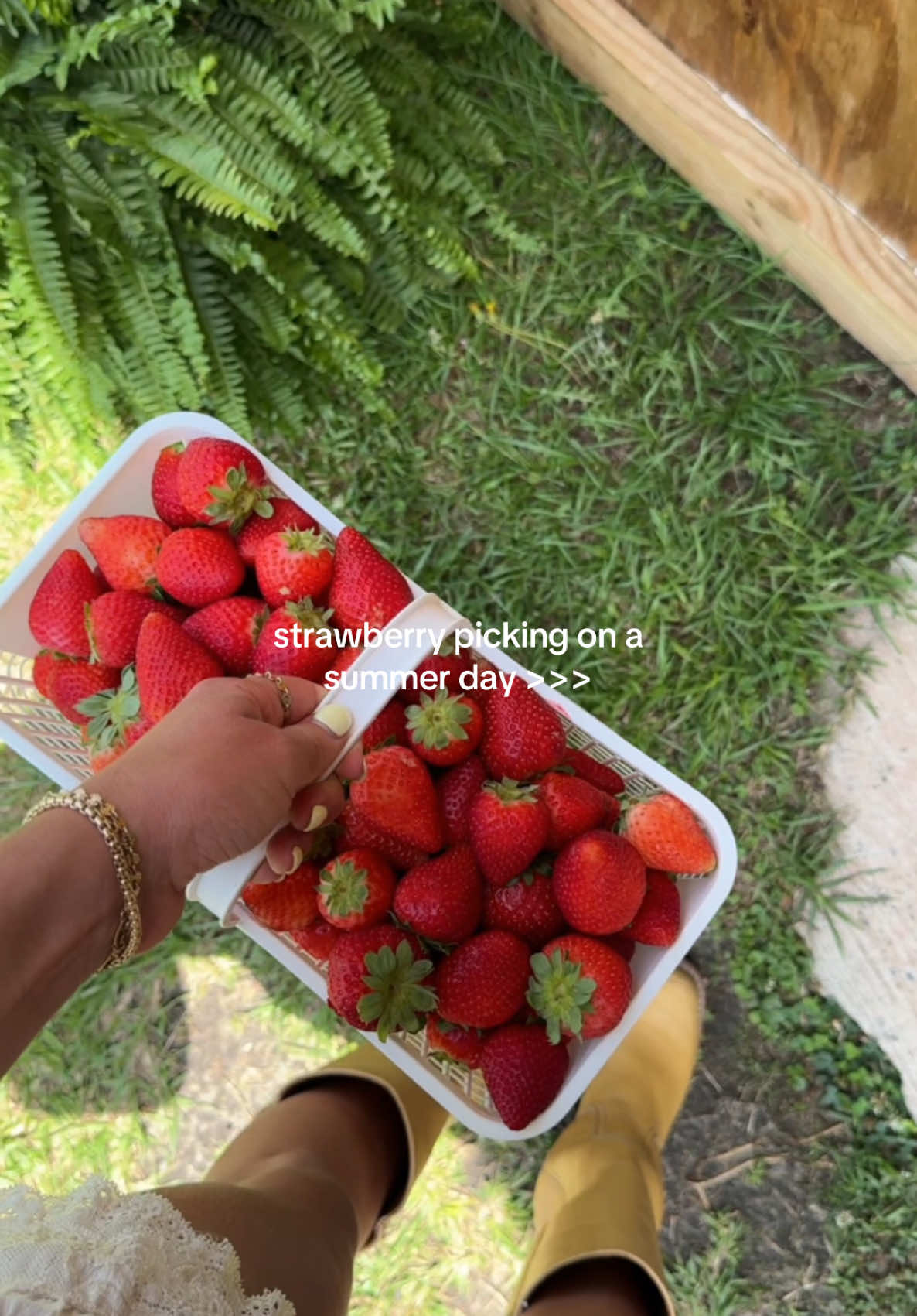 drove to a cute little farm today to go strawberry picking 🤎🍰🍓 #strawberrypicking #charleston #girlythings 
