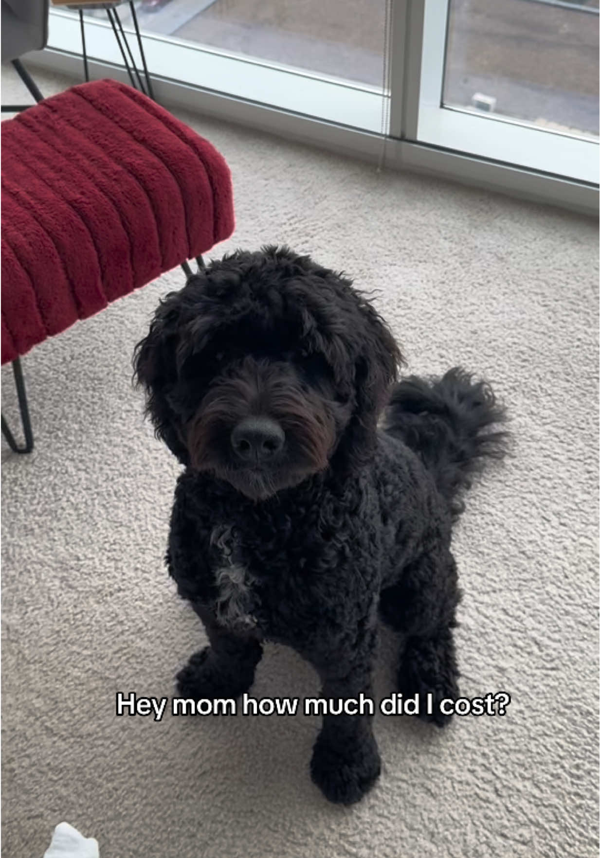 Adopt don’t shop #goldendoodles #dogsofttiktok 