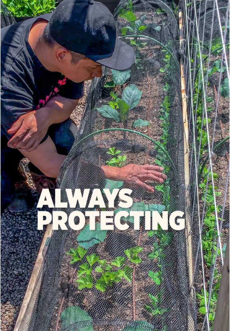 Keeping your garden veggies safe from frost and pest is as easy as switching from plastic covers to netting #gardentips #learning #daily 