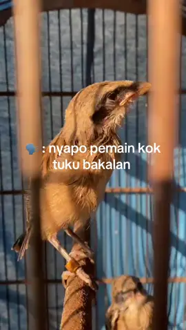 Cah aku og 😂🤣 #fyp  #pemainnyambibakol #pentet #pentetmania #kicaumania #kacermania #muraibatu #likefor #fypage 