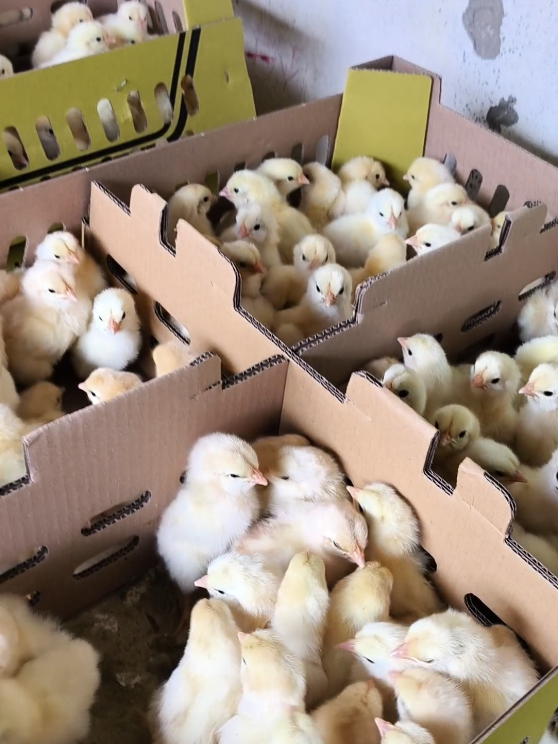 SUPLAYER BIBIT AYAM PEJANTAN, KITA SIAP TAMPUNG PANEN KEMBALI ASAL DOC DARI KITA TAPI KHUSUS YG PEJANTAN UNTUK LAMPUNG #fyp #flks #fypage #peternak #ayamgoreng #ayampejantan #doc #fyppppppppppppppppppppppp 