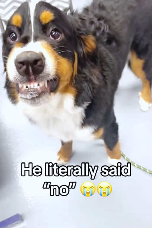He’s fluent in human now. 👂 #dog #dogs #dogsoftiktok #pet #fyp #fypシ゚viral #funny #foryou 