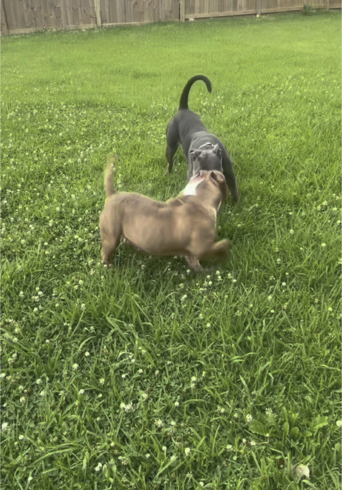 American Bully XL 