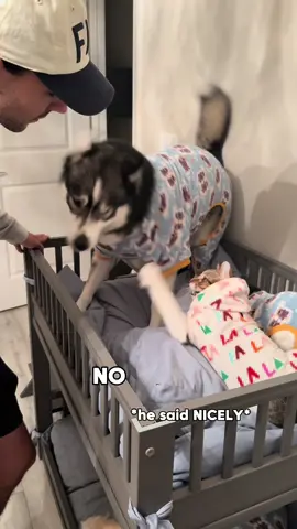 I don’t think the cats play by the same rules…  #dogsoftiktok #dogsoftiktokviral #husky #cats #huskies #dogs 
