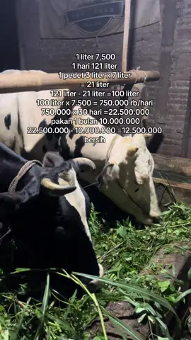 gurung pedet e gawe murah murahan 3 jt/ekor, 7 ekor x 3 jt = 21 jt penak kan dadi peternak 😭 #mjrfarm #kandangewongtani #kandangmjrfam #peternakmuda #bossmuda #kulisapi 
