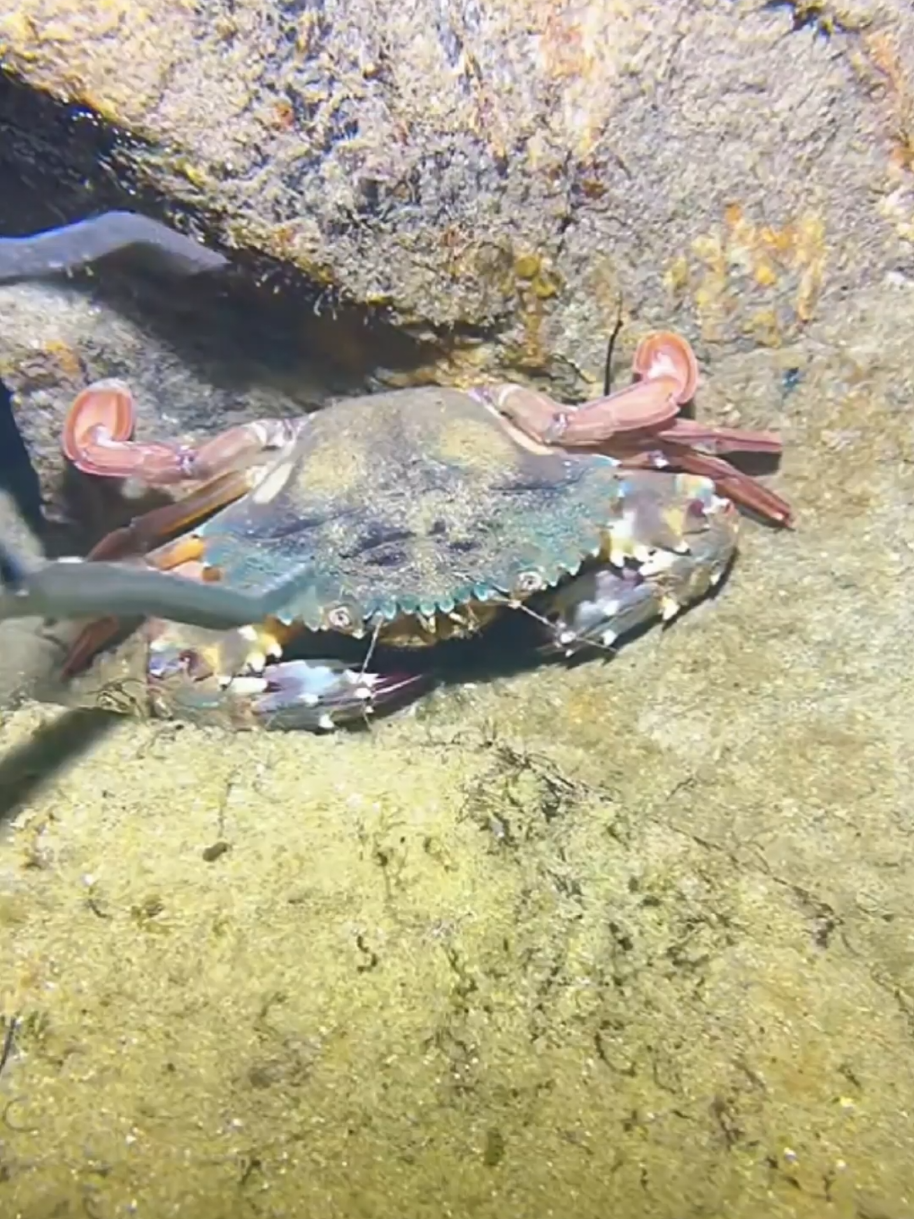 #diving #crab #catchthesea #seaside #seafood #fish #eel #lobster #seangsolofishing 