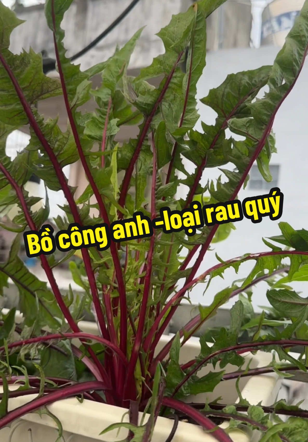 Bồ công anh - món quà quý từ mẹ thiên nhiên ^^ #xuhuong #viral #làmvuon #trồngcây #hanabigarden #bồcônganh 