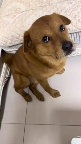 What a pretty face! Look at it yourself, can this be a wife? You lied to me again, I will never believe you again! #xiaopang #xiaopangpor #dog