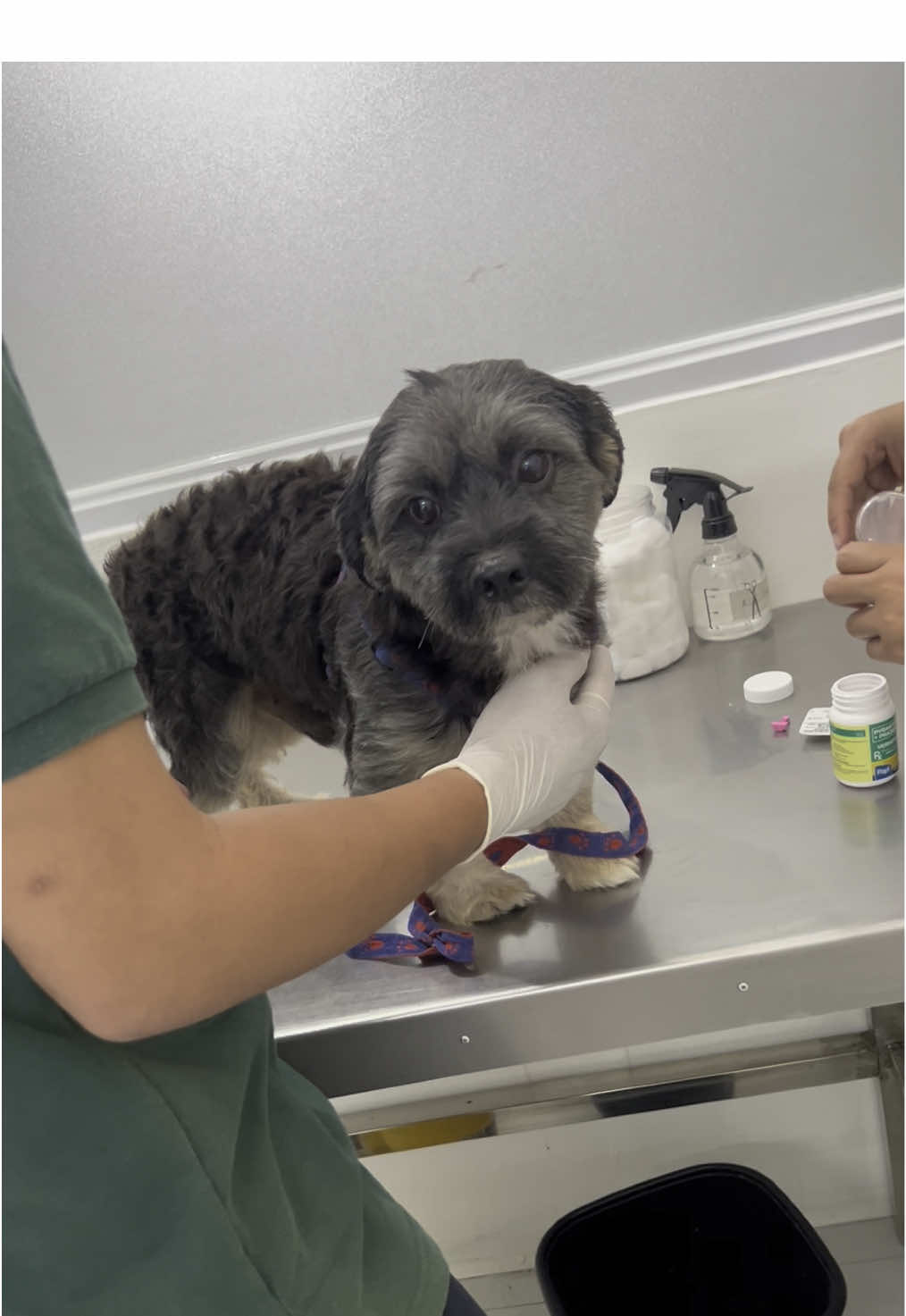 Vet day ni #Pancho #dog namin. Takot na naman yang bebe na yan. Bumigat ulit sya, very good. #deworm #nexgard #dogsofttiktok 