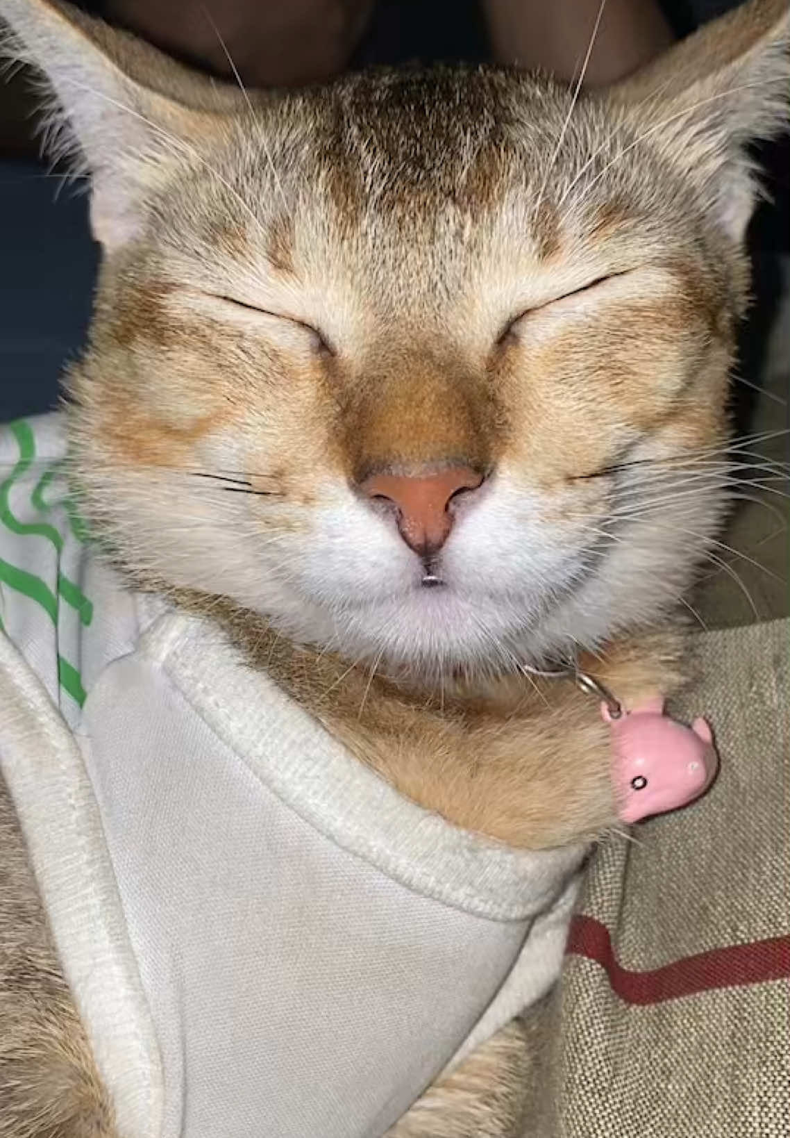 Napi pobabta ñomipupu #sleepy #sleepycat #threeblackcateers #ñomi #tabbycat #chonkycat #funnycat  နပီပိုပဲတာပိုပိုပဲပီ ညိုမီပုပူ 