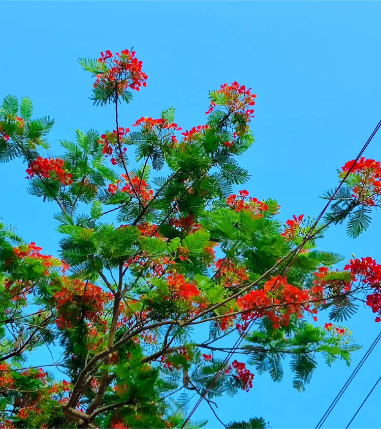 তুমি চাইলে শহরজুড়ে কৃষ্ণচূড়া খুঁজবো তোমার অপেক্ষায় না হয় গ্রীষ্মের রোদেই পুড়বো।❤️‍🩹💐  #hridoy_ahmed_0075 #foryou #foryoupage #growmyaccount 