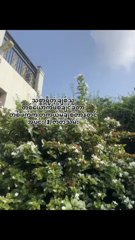 #ဟော #fyp #tiktokviral 