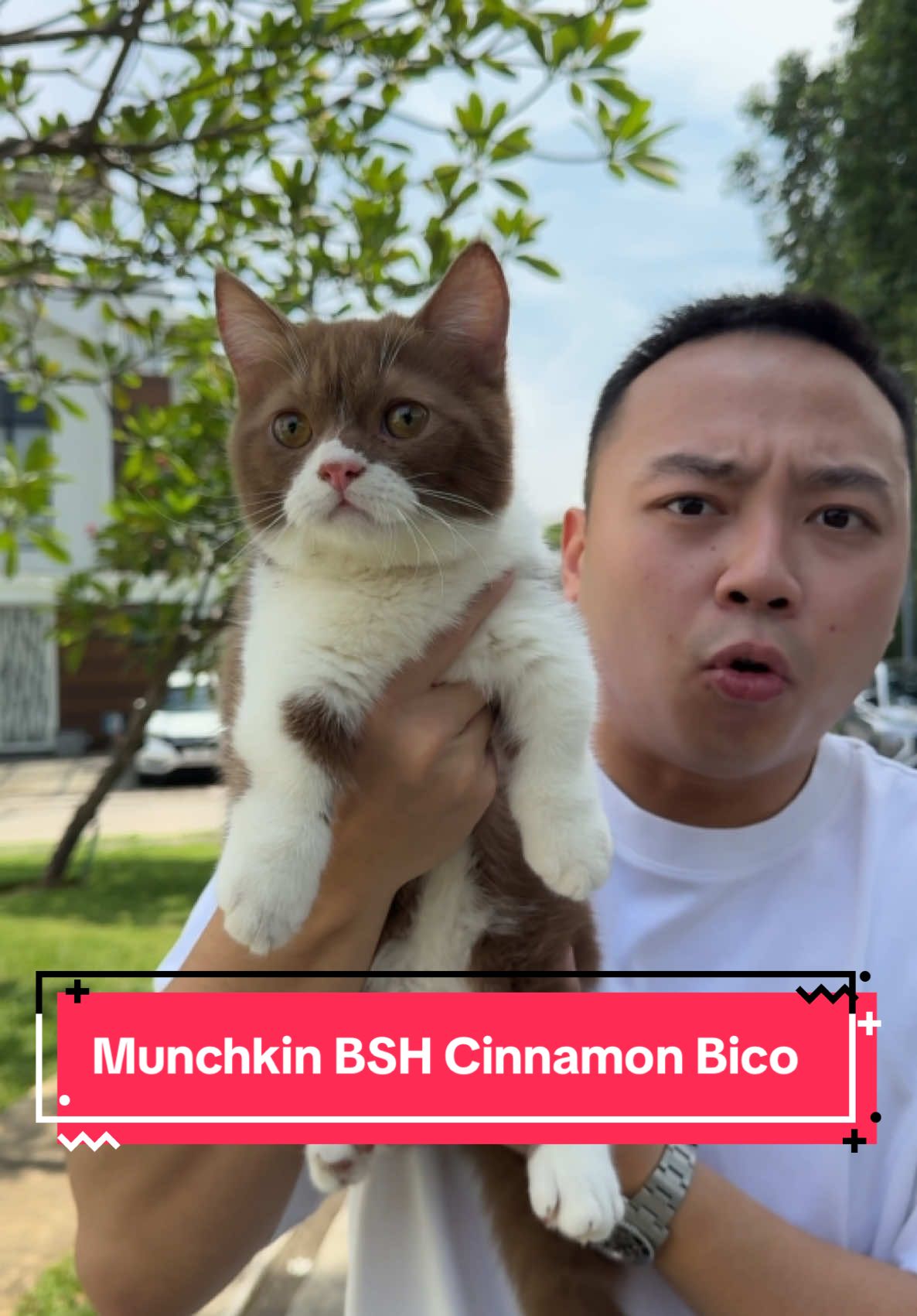 Kucing kue bolu kukus #Munchkin #britishshorthair #cinnamon 