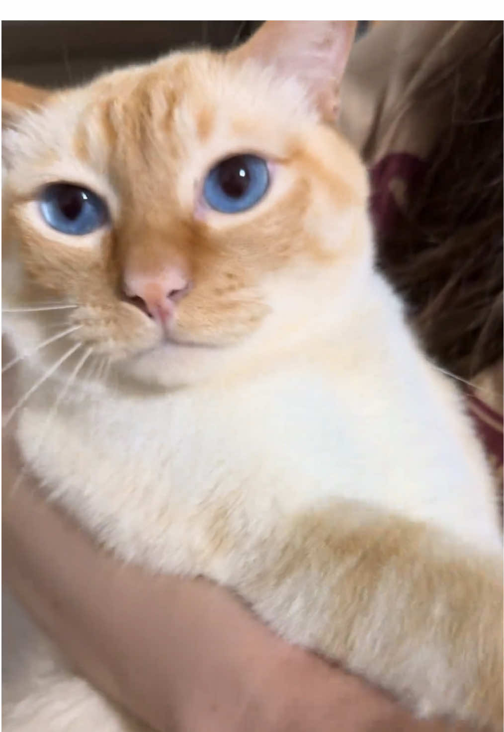 I miss my cat. I want to be like this too.#cutecat #pet #kucing #kitty 