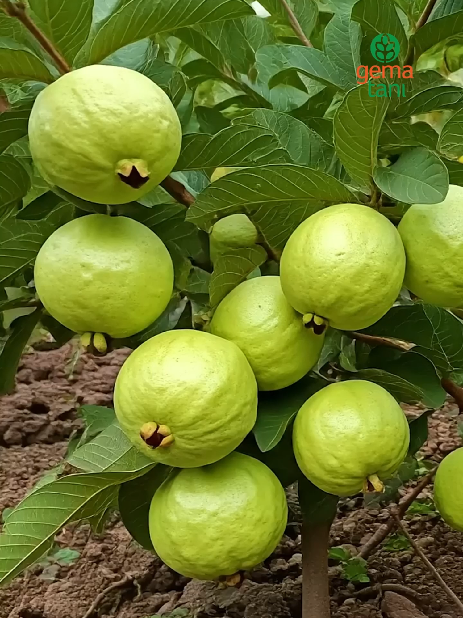 Tumbuhkan Pohon Jambu Biji Lebih Cepat dengan Tips Sederhana Ini! #jambu #jambubiji #guava #fruit #viral #fyp #reels #gematani #fyppppppppppppppppppppppp #petaniindonesia🇮🇩🇮🇩🇮🇩🌿🌿 #peternakmuda #perkebunan #petani #pertanian #petanimuda #petanigenz #kebun #info