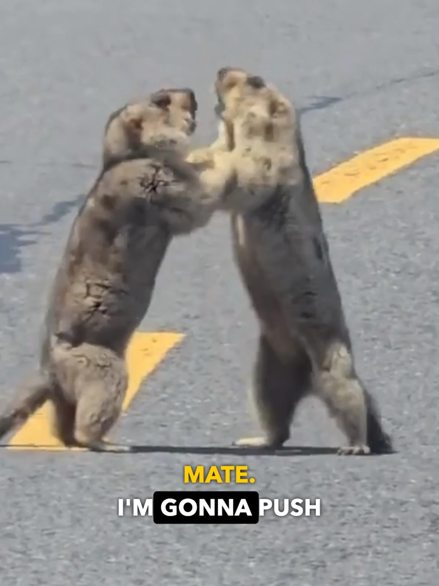 Here's me commentary on marmots wrestling. Again. 🎙🔊 #ozzymanreviews #marmot #wildlife