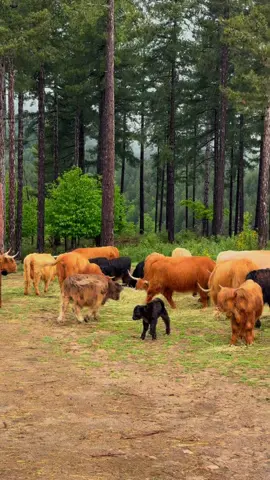 @HighlandCow Life 