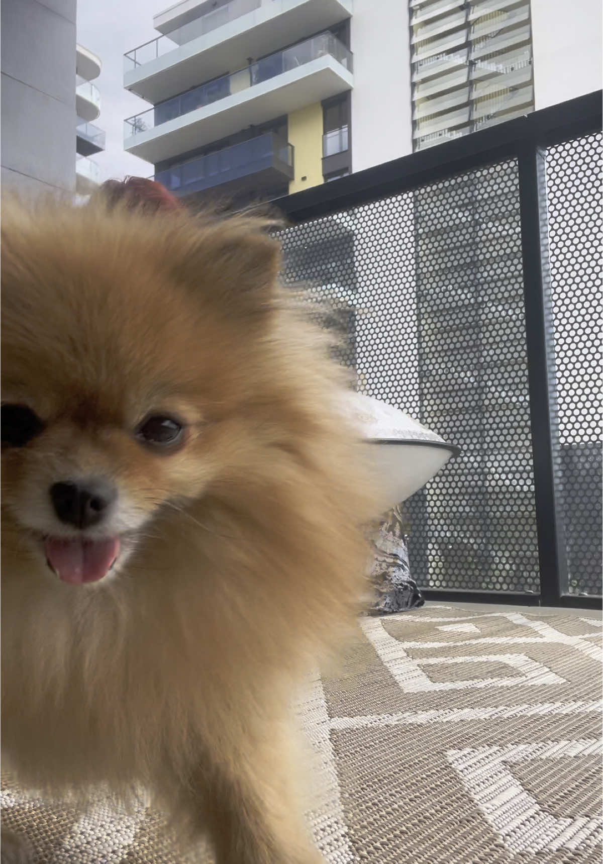 My dog stole the show😄🧡 #pomeranian 